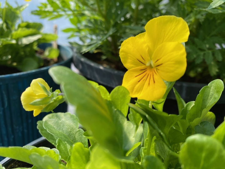 Hundreds of varieties of flowers