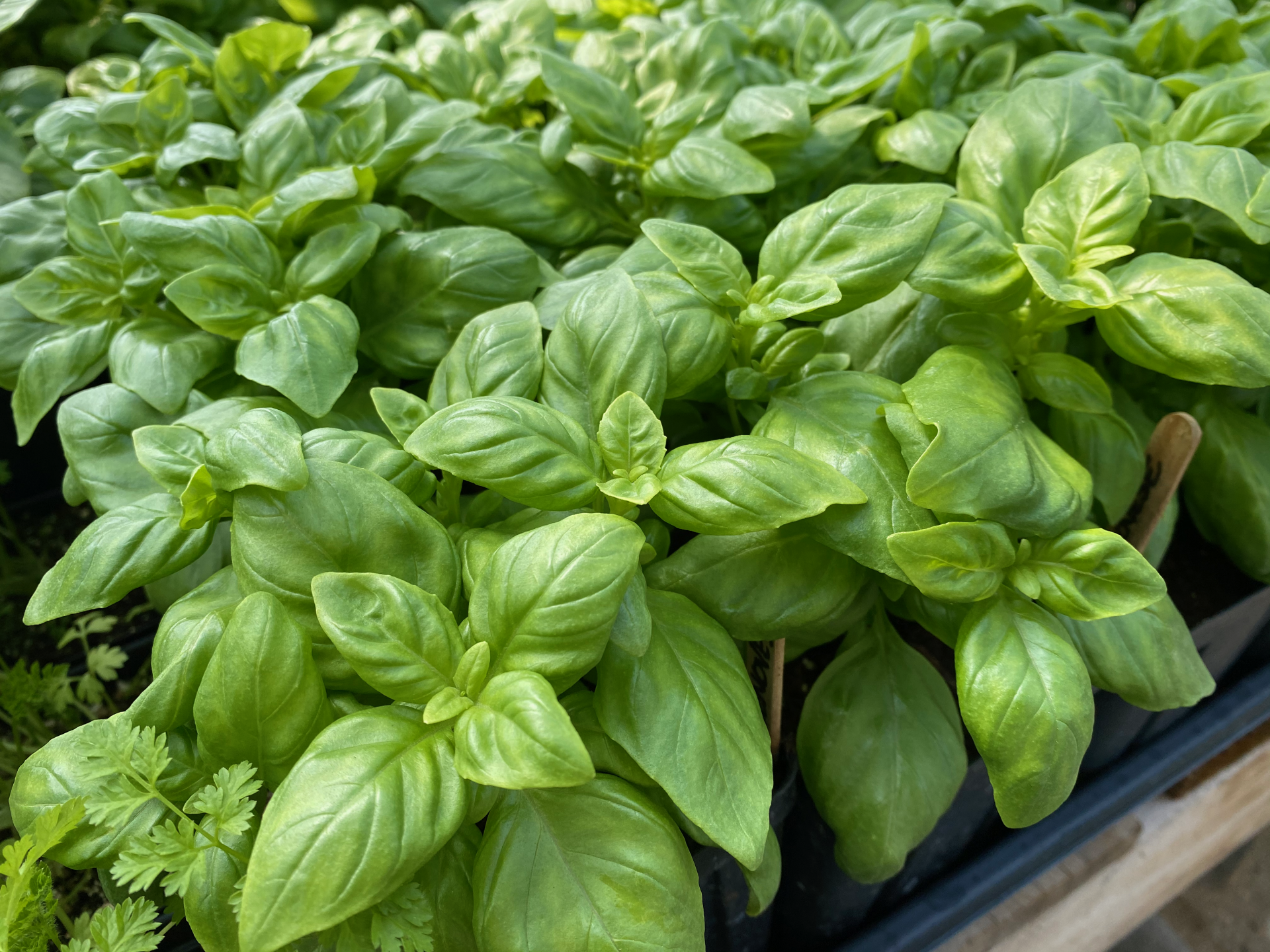 Fresh basil at the market