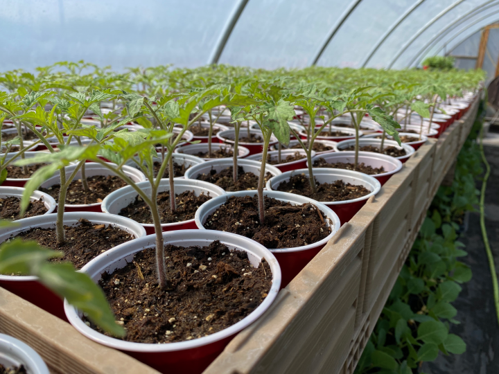 Chemical-free starter plants